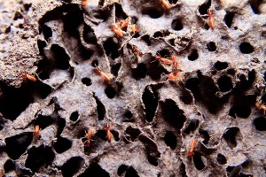 Bed Bug Removal Madison