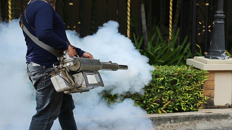 How to find the best pest control services Maui has