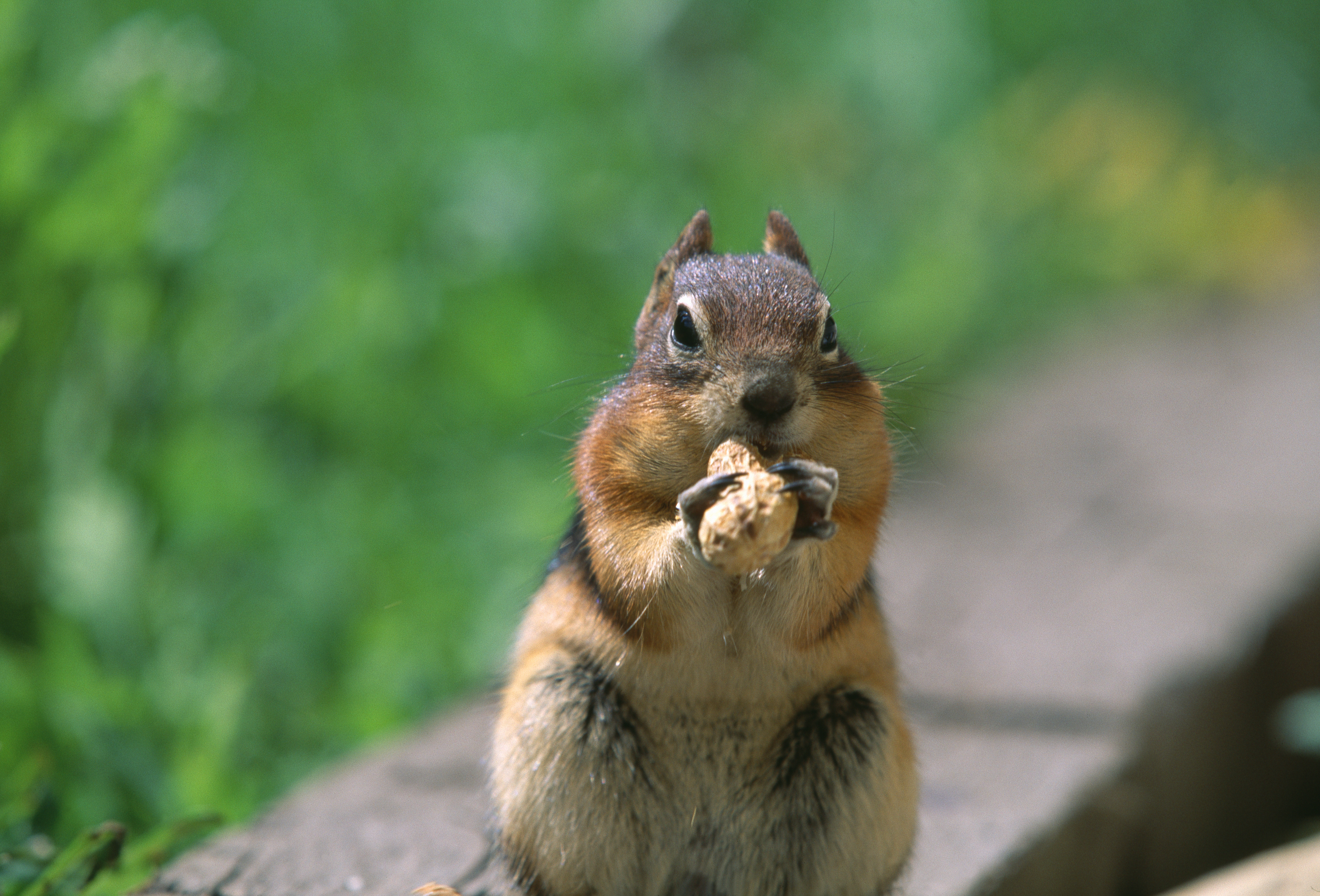 Details About Squirrel Removal In Reynoldsburg