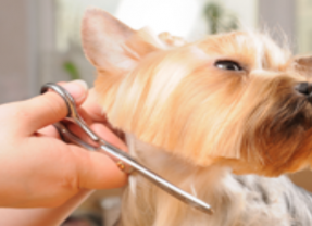 What Can a Veterinary Surgeon in Timonium, MD Do for You?