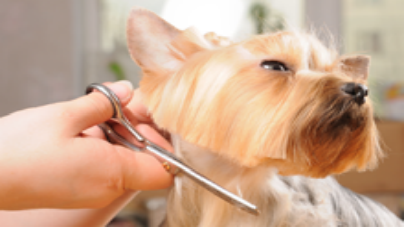 What Can a Veterinary Surgeon in Timonium, MD Do for You?