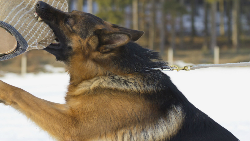 Training for Service Dogs