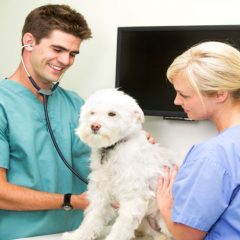Benefits & Risks of Pet Vaccinations In Manahawkin NJ