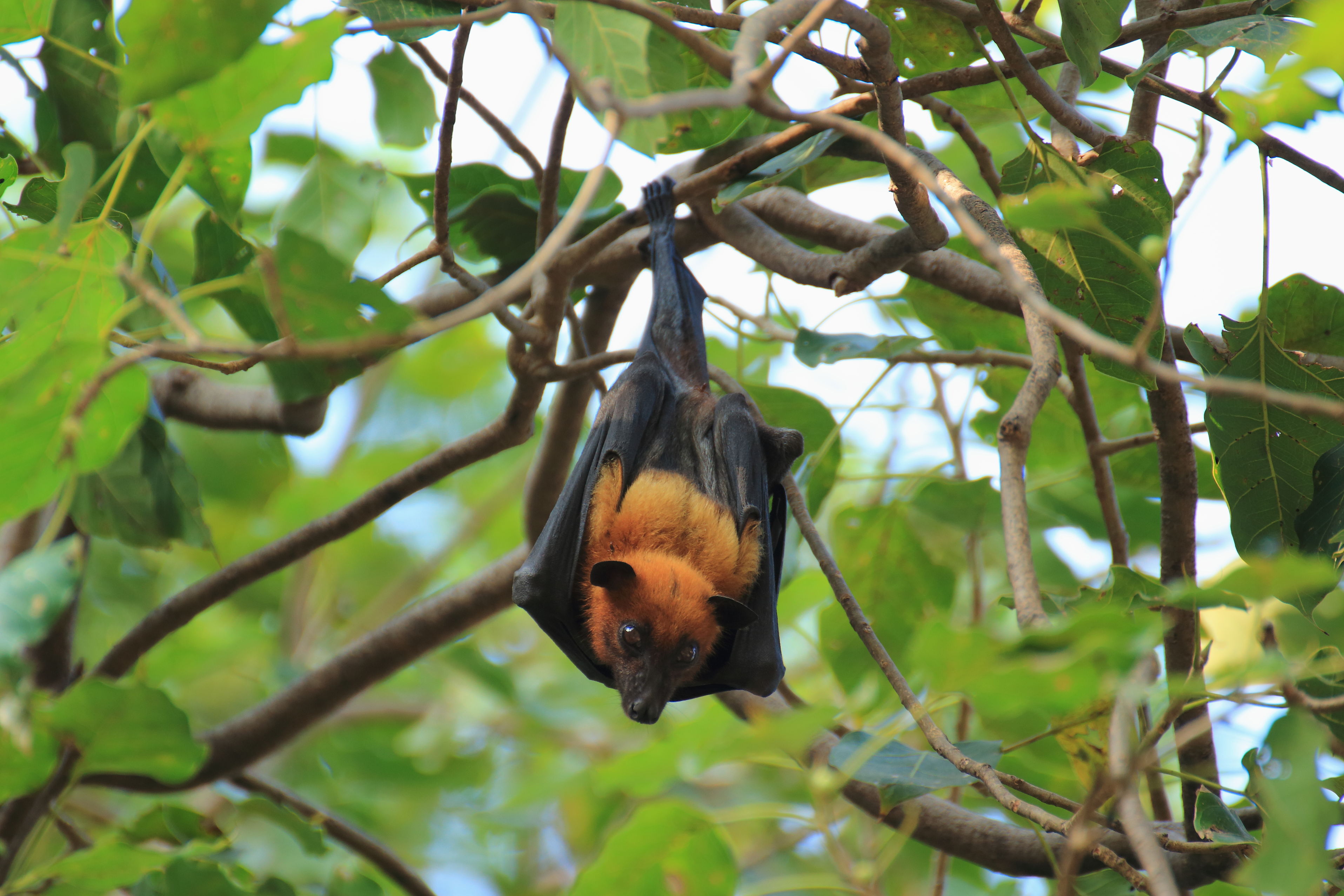 Bats in the Attic? Call for Bat Removal in Westerville OH Immediately