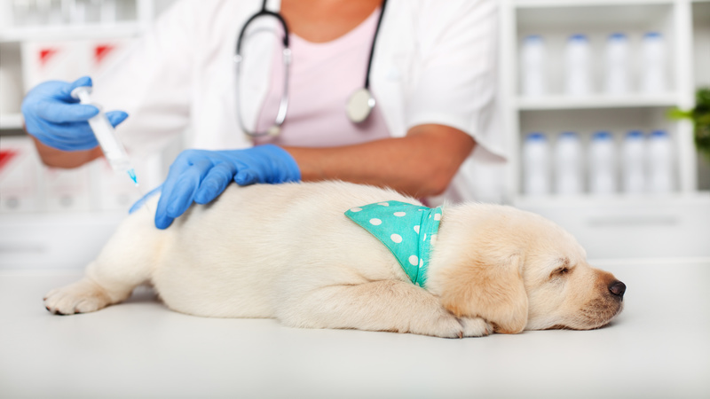 Top Signs Your Dog Is In Need of Emergency Care in Logan Park
