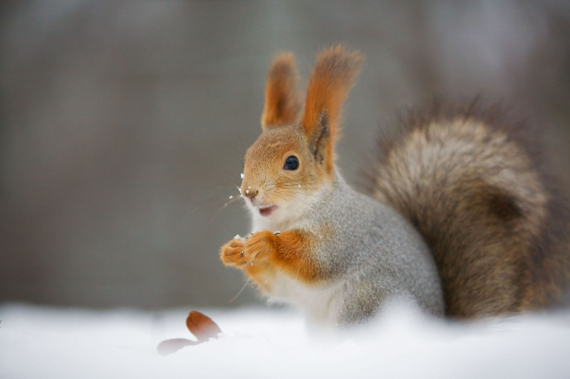 When to Seek Out Squirrel Removal Services in Reynoldsburg