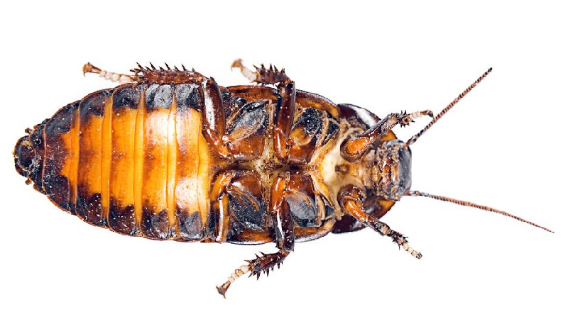 The Benefits of Hiring a Cockroach Exterminator in Cabot AR