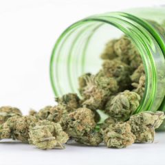 Choosing the Right Marijuana Flower in Massachusetts is Not a Complex Task