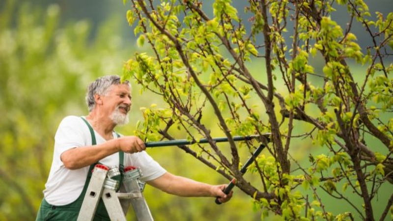 What Are the Benefits of a Tree Stump Grinder in Fayetteville, GA?