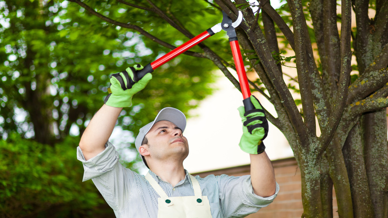 When You Should Use a Tree Cutting Service in Smyrna, GA