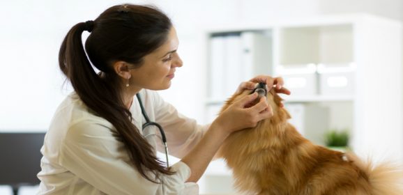 What McKinley Park Pet Owners Can Do About Pet Health in Summer