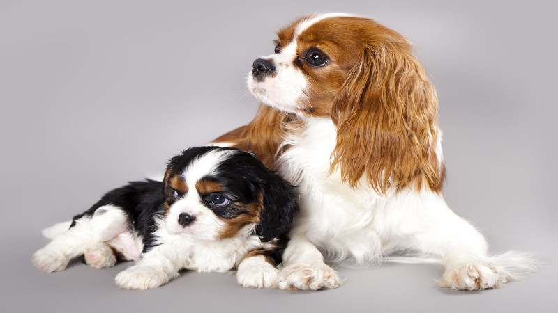 When to Utilize a Dog Grooming Service in Loveland