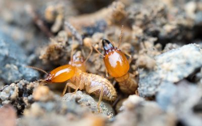 Control Pests With an Ant Exterminator in NJ