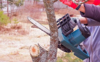 Transform Your Yard with Expert Care From a Tree Company in Smyrna, GA