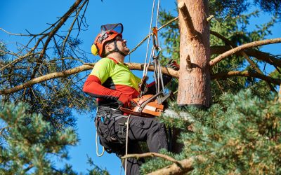 The Value of Tree Removal Service in Griffin, GA