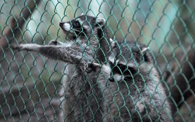 Wildlife Animal Control in Chicopee, MA: Your Guide To Safe, Humane, And Effective Animal Removal Solutions