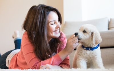 Best Dog Daycare Denver: Ensure Your Pet’s Safety and Fun