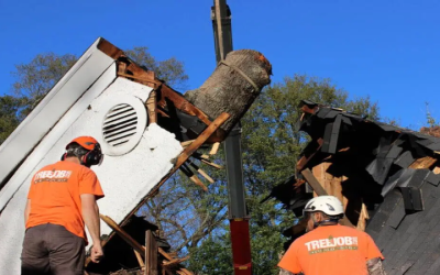 Safe and Efficient Tree Removal Service in Atlanta GA Residents Trust