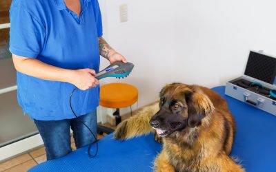 Expert Care for Pets Awaits at a Veterinary Hospital Monmouth County NJ Residents Trust
