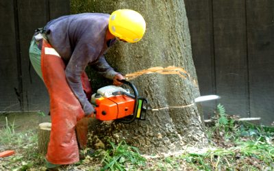 Safeguard Your Property With Tree and Stump Removal in Senoia, GA, Solutions for Homeowners