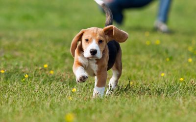 How Phoenix Heat Can Make Dog Poop Clean Up More Urgent for Pet Owners
