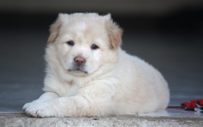 Protect Your Pet’s Smile With Expert l Cleaning in Coral Springs