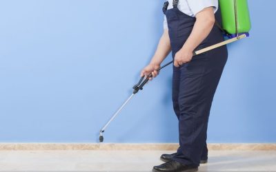 Protect Your Home From Infestations With Expert Pest Control Barnstable County MA Services